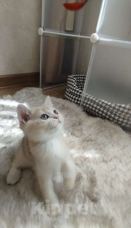 Кошки в Ставрополе: Британская золотая шиншилла (девочка) Девочка, 65 000 руб. - фото 2