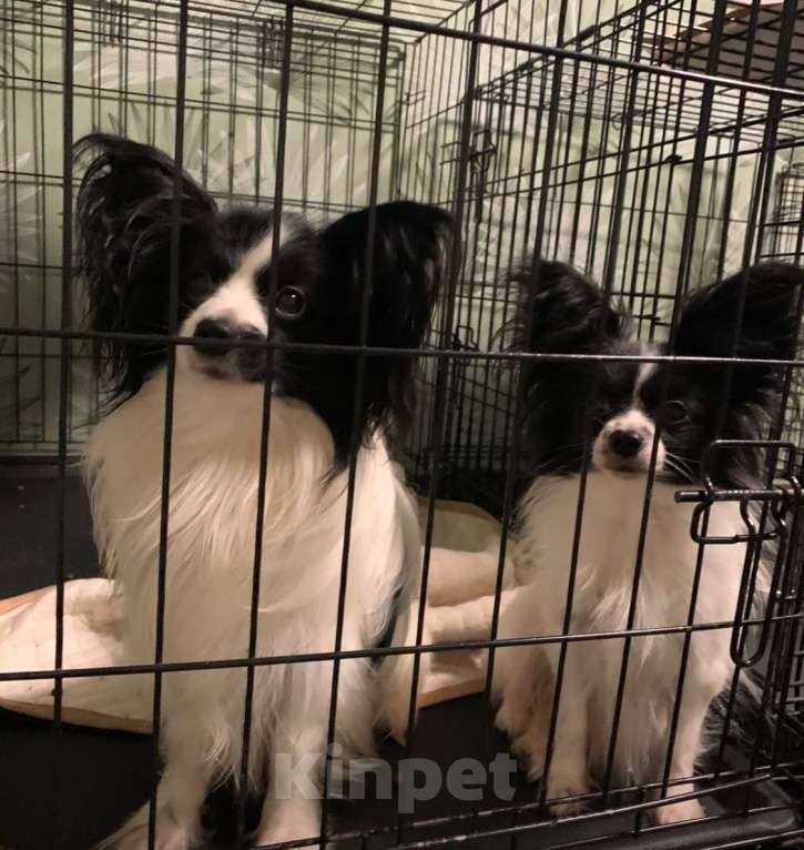 Собаки в Краснодаре: Пара папийонов Девочка, Бесплатно - фото 3