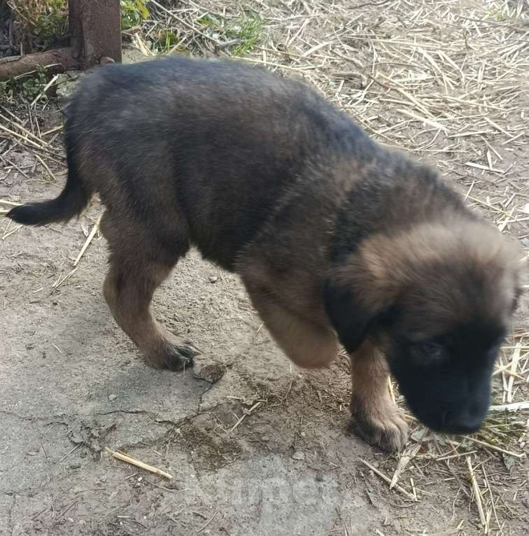 Собаки в Лобне: Отдам щенка Мальчик, Бесплатно - фото 2