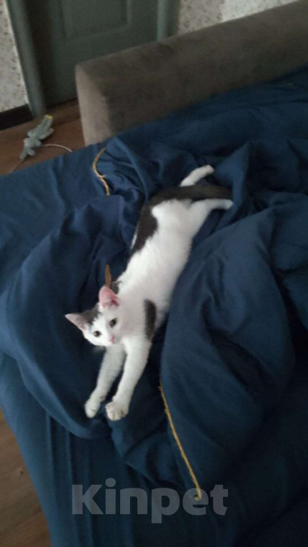 Кошки в Саратове: Срочно в добрые руки Девочка, Бесплатно - фото 2