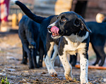 Собаки в Видном: Щенок Мартин ищет дом и заботливых хозяев Мальчик, Бесплатно - фото 6