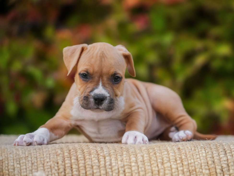 Собаки в Самаре: Породные щенки АСТ из питомника Девочка, 50 000 руб. - фото 1