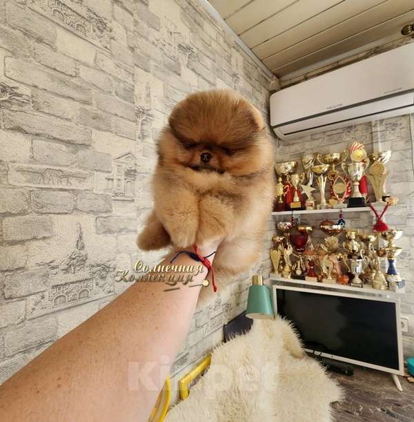 Собаки в Москве: Супер курносый мальчик померанского шпица мишка Мальчик, Бесплатно - фото 2