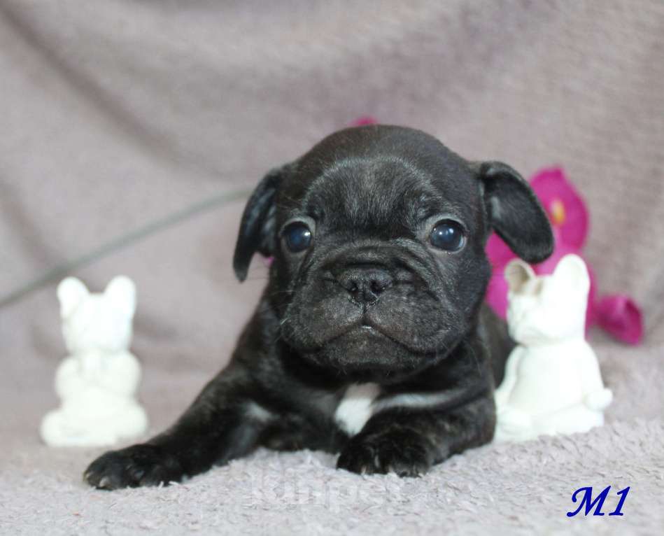 Собаки в Брянске: Французский бульдог щенки Мальчик, 30 000 руб. - фото 8