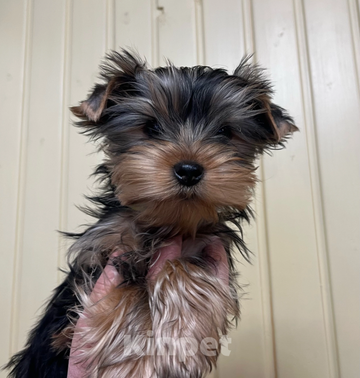 Собаки в других городах Московской области: Нарния Девочка, 40 000 руб. - фото 4