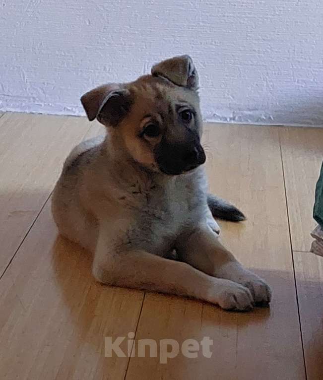 Собаки в Санкт-Петербурге: Метис лайки любящим хозяевам Девочка, Бесплатно - фото 5