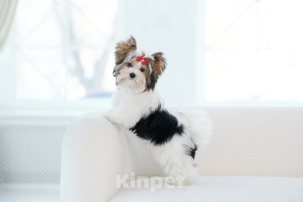 Собаки в Челябинске: Бивер терьер Девочка, Бесплатно - фото 3