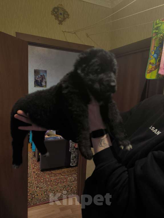 Собаки в Барнауле: Девочка сао Девочка, 20 000 руб. - фото 6