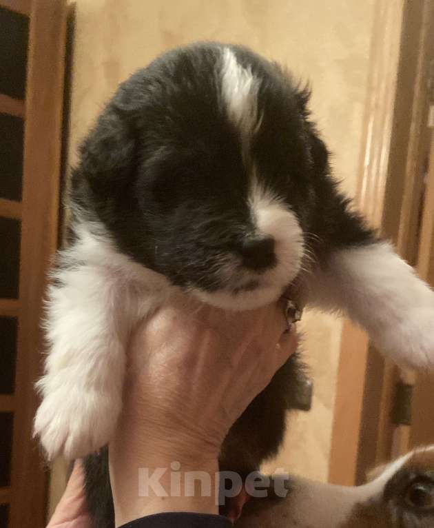 Собаки в Воронеже: Австралийская овчарка щенок мальчик черный триколор Мальчик, 80 000 руб. - фото 2