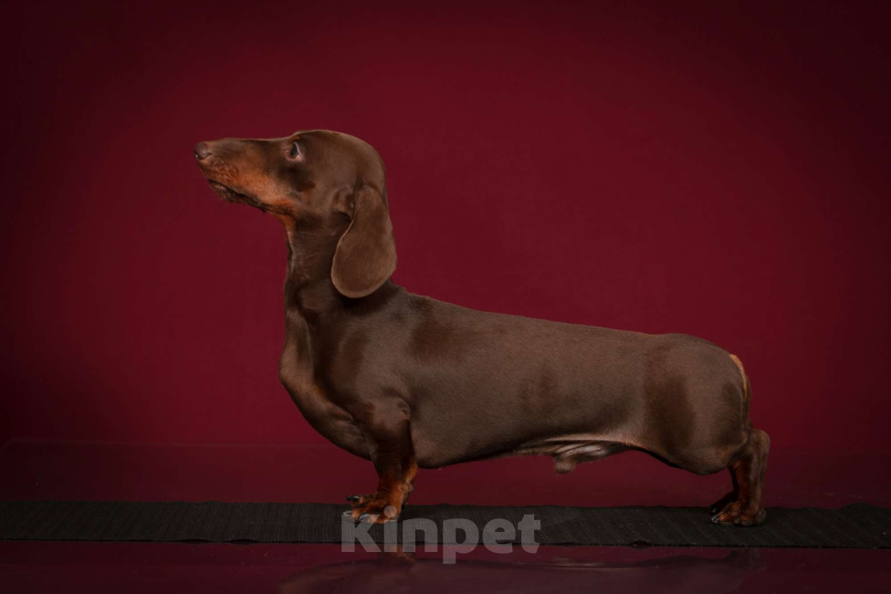 Собаки в Москве: Кобель кроличий коричнево-подпалый Мальчик, 25 000 руб. - фото 9