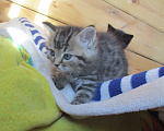 Кошки в Иркутске: Отдам котят в добрые руки. Родились 12 октября. Остались девочки. К лотку приучены. Возможна доставка. Девочка, Бесплатно - фото 4