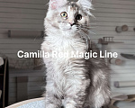 Кошки в Наро-Фоминске: Camilla. Female. MCO fs25 born June 14.2025 Девочка, 120 000 руб. - фото 1