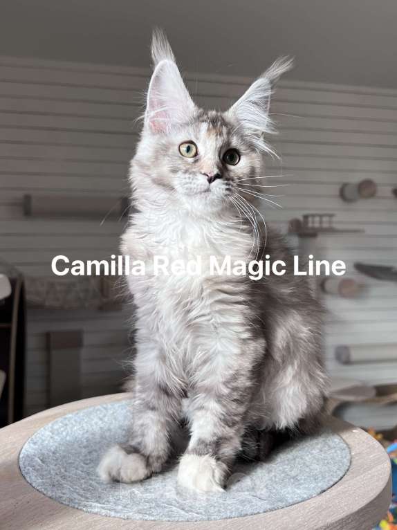 Кошки в Наро-Фоминске: Camilla. Female. MCO fs25 born June 14.2025 Девочка, 120 000 руб. - фото 1