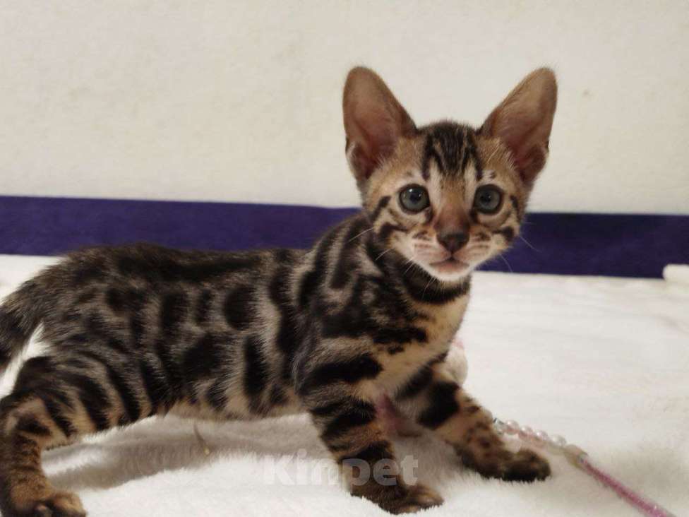 Кошки в Ярославле: Бенгальские малыши Мальчик, 40 000 руб. - фото 1