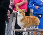 Собаки в Санкт-Петербурге: Вельш Корги Пемброк Мальчик, Бесплатно - фото 6
