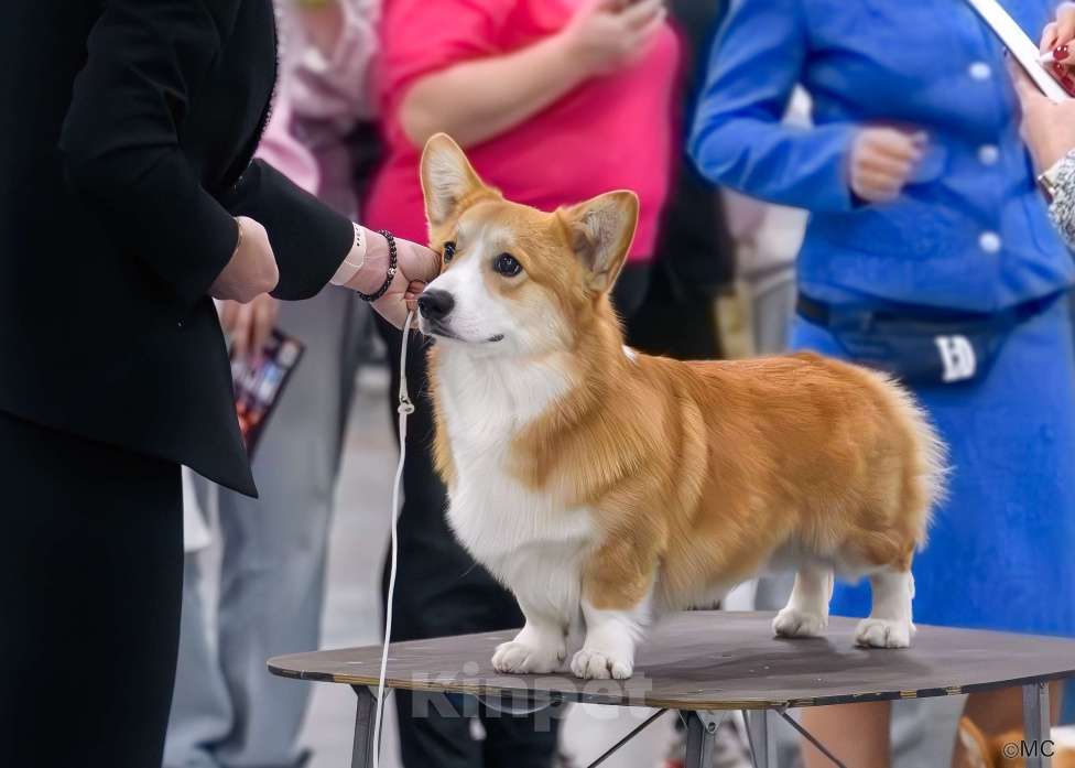 Собаки в Санкт-Петербурге: Вельш Корги Пемброк Мальчик, Бесплатно - фото 6