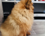 Собаки в Дзержинске: Померанский шпиц мальчик Мальчик, 25 000 руб. - фото 4