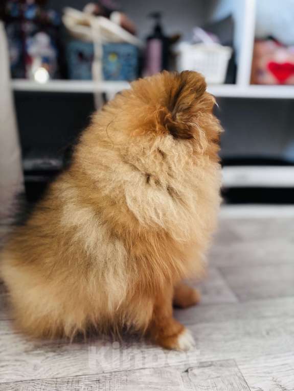 Собаки в Дзержинске: Померанский шпиц мальчик Мальчик, 25 000 руб. - фото 4