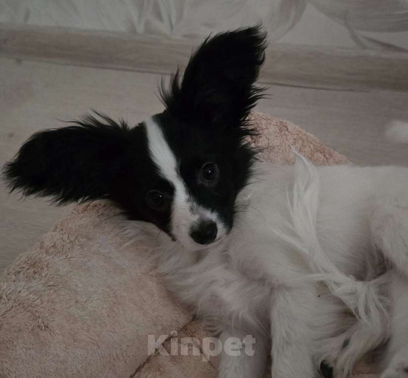 Собаки в других городах Московской области: щенок мальчик с кошками дружит Мальчик, 65 000 руб. - фото 1