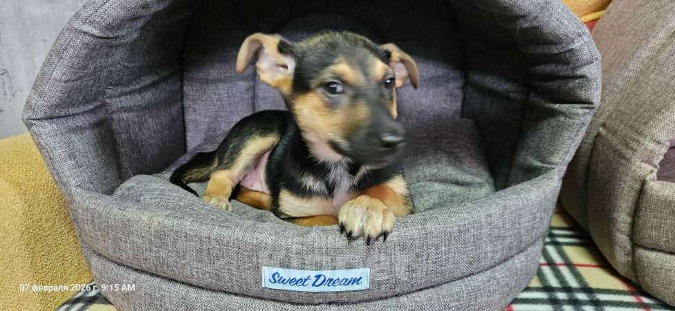 Собаки в Санкт-Петербурге: Три маленьких щеночка с короткими лапками Девочка, Бесплатно - фото 4