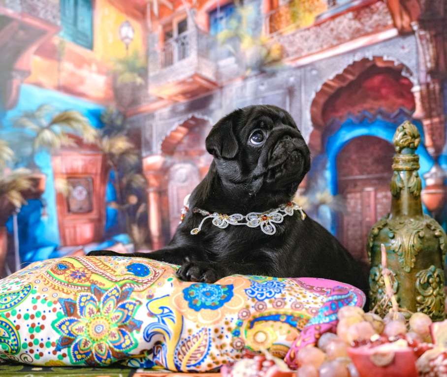 Собаки в Москве: Мопс ( девочка )-Шамаханская Царица. Девочка, 60 000 руб. - фото 2