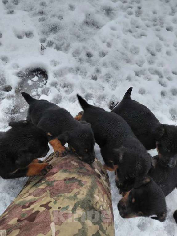 Собаки в Волгограде: Продам щенков ягдтерьера Мальчик, 5 000 руб. - фото 1