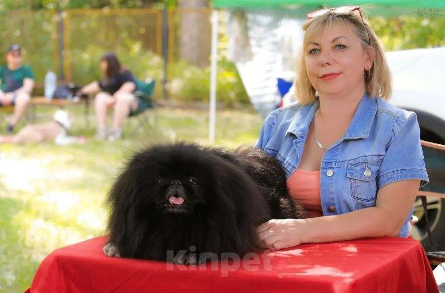 Собаки в Тольятти: Пекинес Мальчик, 65 000 руб. - фото 3