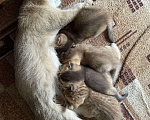 Кошки в Ростове-на-Дону: Продам кошечку)) в добрые руки!!! Породистая.  Девочка, 8 000 руб. - фото 6