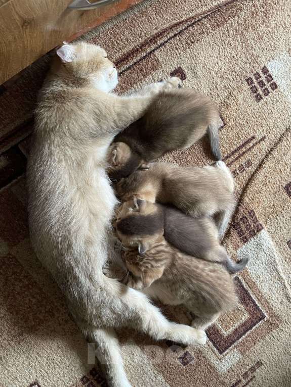 Кошки в Ростове-на-Дону: Продам кошечку)) в добрые руки!!! Породистая.  Девочка, 8 000 руб. - фото 6