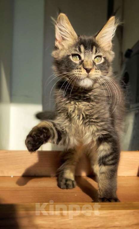 Кошки в других городах Ленинградской области: Зевс Мальчик, Бесплатно - фото 7