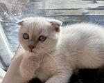 Кошки в Санкт-Петербурге: Шотландский вислоухий котик с документами Мальчик, 40 000 руб. - фото 2