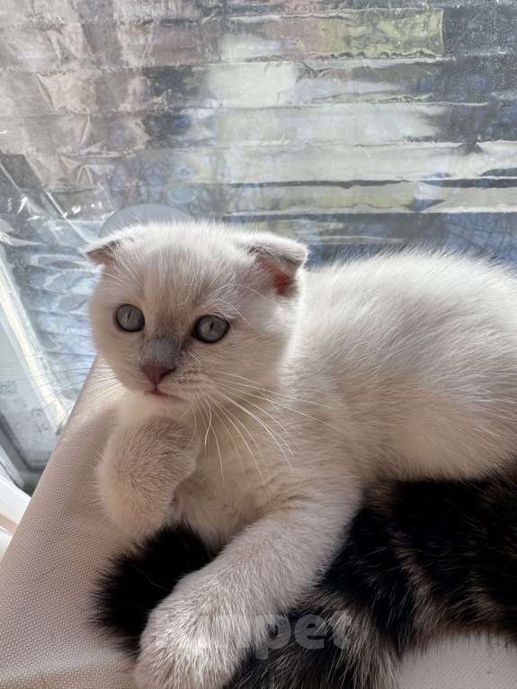 Кошки в Санкт-Петербурге: Шотландский вислоухий котик с документами Мальчик, 40 000 руб. - фото 2