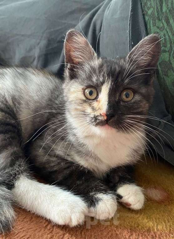 Кошки в Оренбурге: Котенок в добрые руки Девочка, Бесплатно - фото 1
