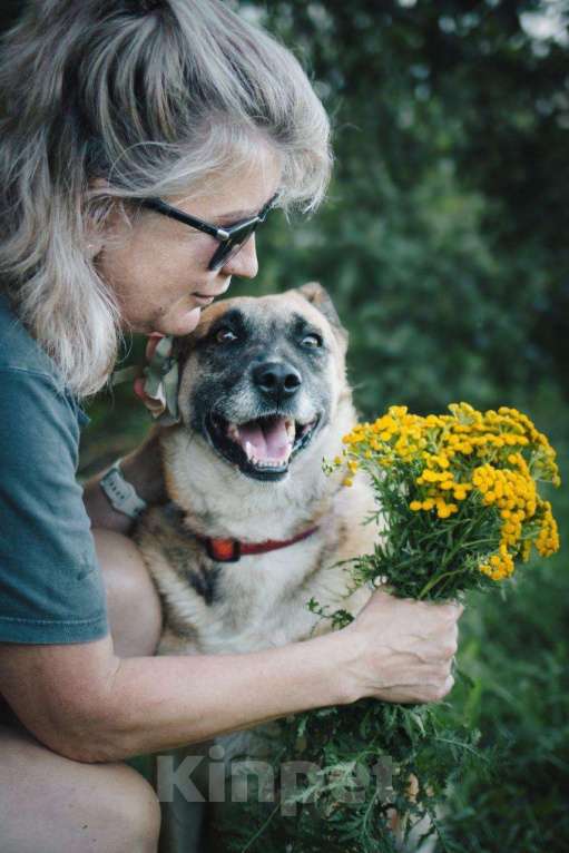 Собаки в других городах Московской области: Девочка Банди ищет дом Девочка, Бесплатно - фото 9