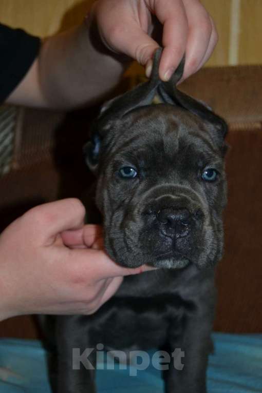 Собаки в Новосибирске: Щенки Кане Корсо Мальчик, 60 000 руб. - фото 3