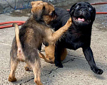 Собаки в Казани: Щенки брюссельского гриффона  Мальчик, 35 000 руб. - фото 2