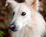 Собаки в Москве: Красавец бордер-колли Феникс в дар Мальчик, Бесплатно - фото 5