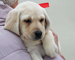 Собаки в других городах Липецкой области: Щенок лабрадора Холлабвууд'с Памела Девочка, 60 000 руб. - фото 4
