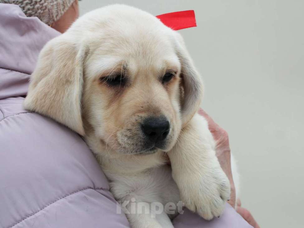 Собаки в других городах Липецкой области: Щенок лабрадора Холлабвууд'с Памела Девочка, 60 000 руб. - фото 4