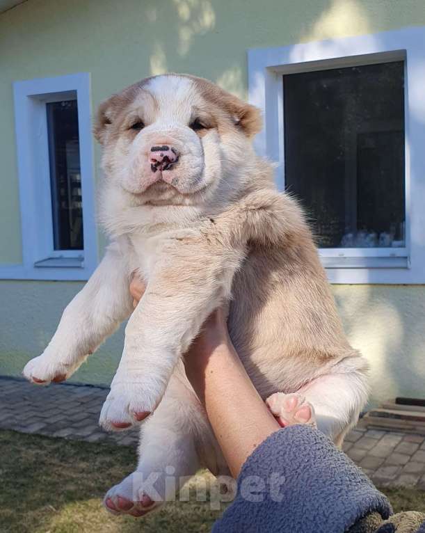 Собаки в Звенигороде: Щенки алабая Мальчик, 40 000 руб. - фото 2