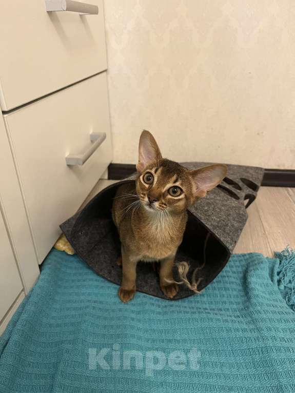 Кошки в Москве: Ириска Девочка, 55 000 руб. - фото 2