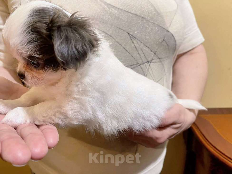 Собаки в других городах Московской области: Элитный щенок ЧихуахуаРФК из питомника Девочка, 100 000 руб. - фото 7