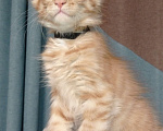 Кошки в Череповце: Котята Мальчик, 30 000 руб. - фото 4