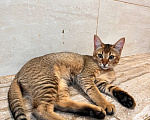 Кошки в Люберцах: Котята чаузи ф1b Девочка, 150 000 руб. - фото 5