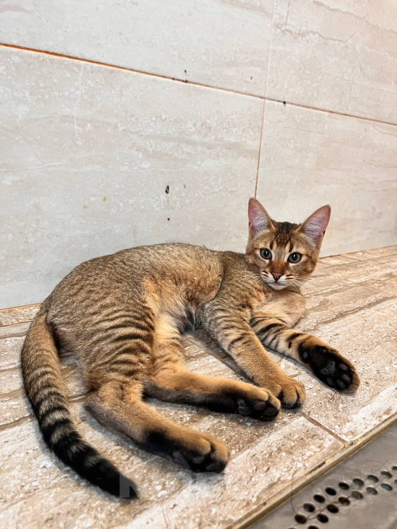 Кошки в Люберцах: Котята чаузи ф1b Девочка, 150 000 руб. - фото 5