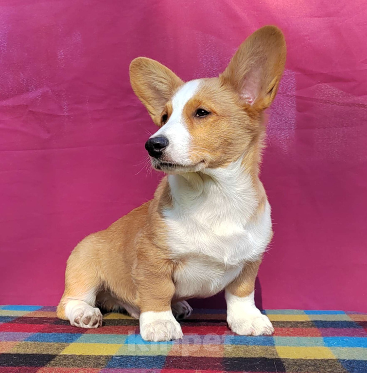 Собаки в Екатеринбурге: Щенки Корги Кардиган  Мальчик, Бесплатно - фото 8