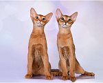 Кошки в Краснодаре: Абиссинские котики  Мальчик, 35 000 руб. - фото 2