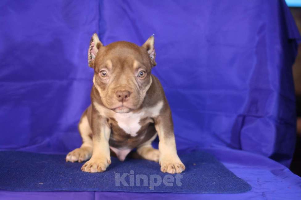 Собаки в Санкт-Петербурге: Щенки американ булли шоколадный триколор Мальчик, 70 000 руб. - фото 8