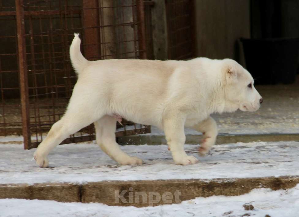 Собаки в Санкт-Петербурге: ЖАКУТ  Мальчик, 60 000 руб. - фото 2
