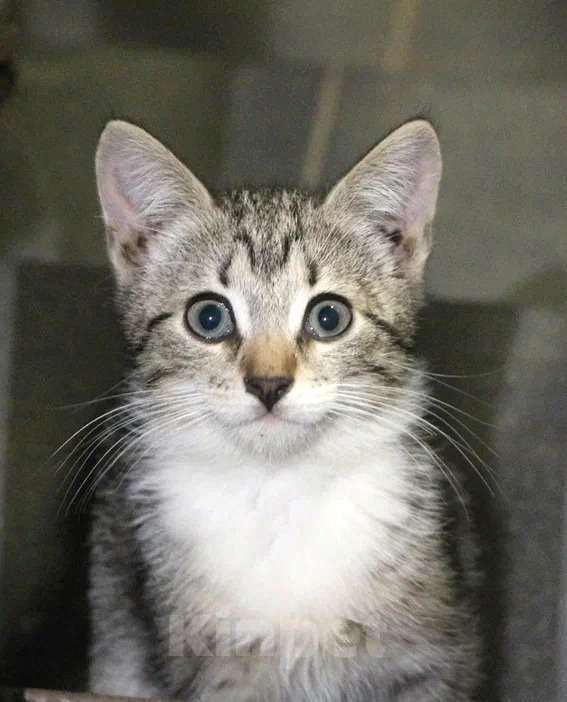 Кошки в Санкт-Петербурге: Котята ищут дом или передержку Девочка, Бесплатно - фото 2